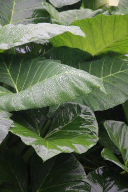 Colocasia Esculenta (taro yaprakları) fotoğrafı yağmura maruz kalarak yapraklarda su damlacıklarına neden olur.