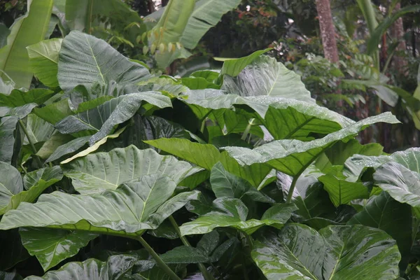 Photo Colocasia Esculenta Taro Leaves Exposed Rain Causing Water Droplets — 스톡 사진
