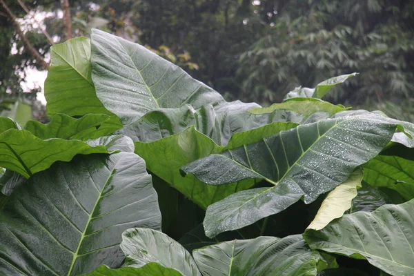 Photo Colocasia Esculenta Taro Leaves Exposed Rain Causing Water Droplets — Stockfoto