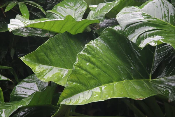 Photo Colocasia Esculenta Taro Leaves Exposed Rain Causing Water Droplets — ストック写真