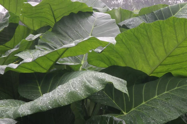 Foto Colocasia Esculenta Hojas Taro Expuestas Lluvia Causando Gotas Agua — Foto de Stock