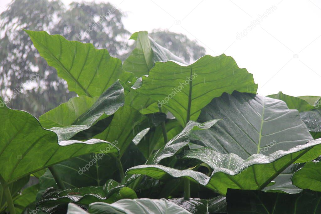 Photo of Colocasia Esculenta (taro leaves) exposed to rain, causing water droplets on the leaves