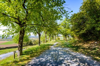Lautrec köyünde ağaç yolu, Tarn, Fransa