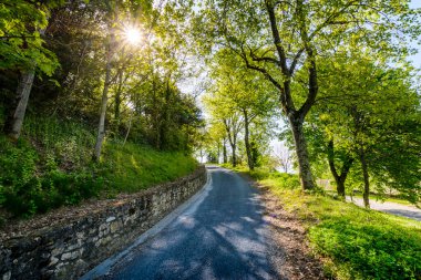 Lautrec köyünde ağaç yolu, Tarn, Fransa