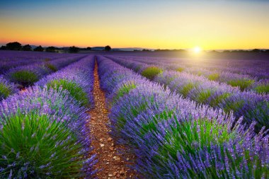Lavanta alan gün batımında, Provence, Fransa