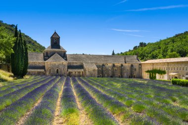 Abbaye de Senanque ve Fransa 'daki lavanta tarlası