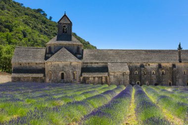 Abbaye de Senanque ve Fransa 'daki lavanta tarlası