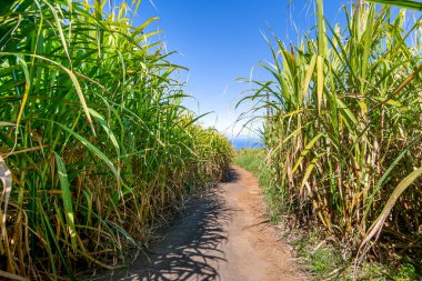 Reunion Adası 'nda güneşli bir günde geleneksel şeker kamışı yolu