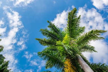 Coconut trees during a sunny day with a blue sky at Reunion Island clipart