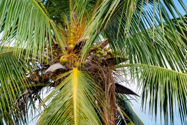 Güneşli bir günde, Reunion Adası 'nda mavi gökyüzü olan hindistan cevizi ağaçları.