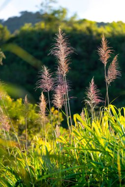 Reunion Adası 'nda şeker kamışı ağaçları ve yeşil yapraklar