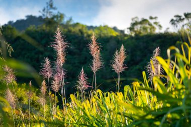 Reunion Adası 'nda şeker kamışı ağaçları ve yeşil yapraklar