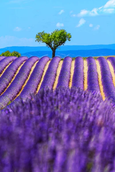 Peyzaj Lavanta Alan Fransa — Stok fotoğraf