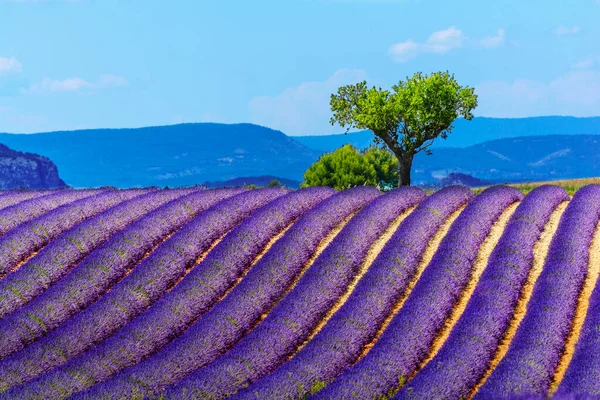 Peyzaj Lavanta Alan Fransa — Stok fotoğraf