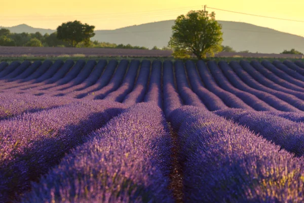 Lavanta Alan Gün Batımında Provence Fransa — Stok fotoğraf