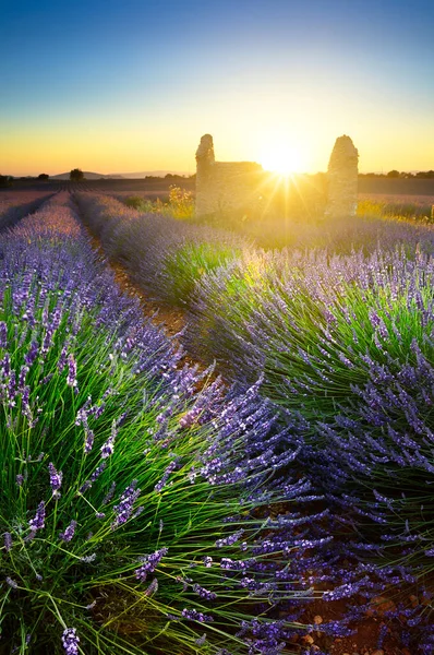 Campo Lavanda Cabana Pôr Sol Provence França — Fotografia de Stock