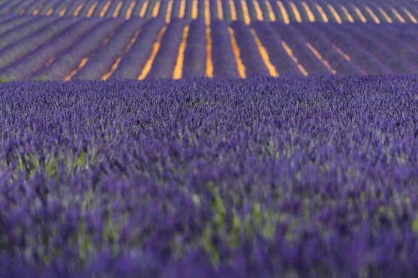 Flores Lavanda Durante Dia Ensolarado — Fotografia de Stock