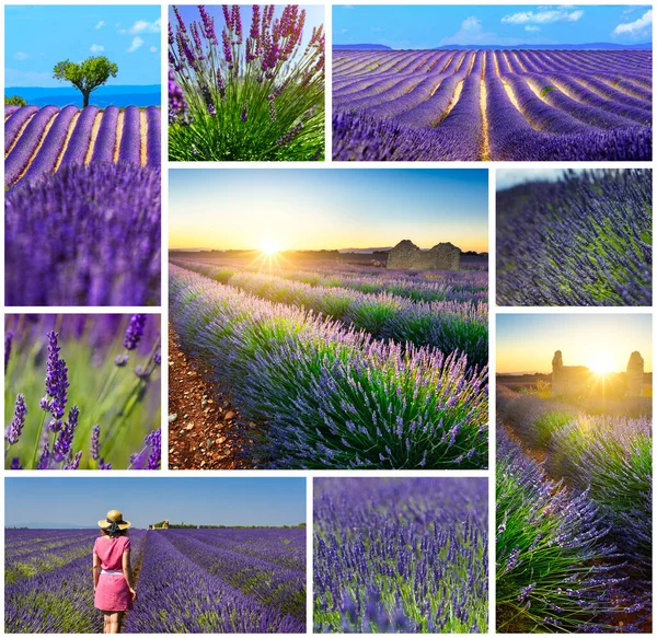 Campos Lavanda Colagem Fotos Viagem Retangular — Fotografia de Stock