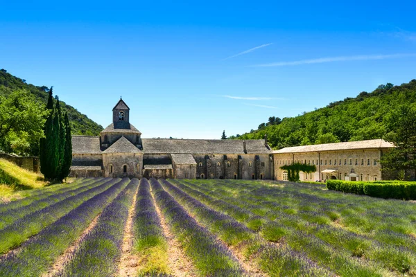 Abbaye Senanque Champ Lavande France — Photo