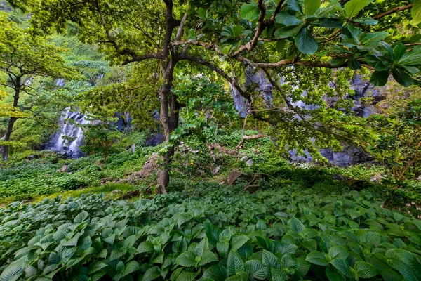 Unterholz Touristische Stätte Bei Anse Des Cascade Sainte Rose Réunion — Stockfoto