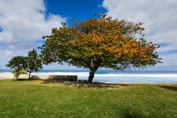 Büyük Anse Sahiline Yakın Mavi Gökyüzü Olan Büyük Ağaç — Stok fotoğraf