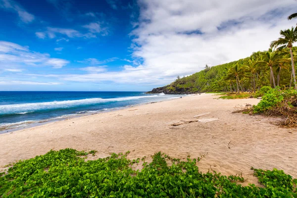 Sunny Day Coconut Sand Grande Anse Beach Reunion Island — Stock Photo, Image