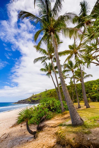 Sunny Day Coconut Sand Grande Anse Beach Reunion Island — Stock Photo, Image