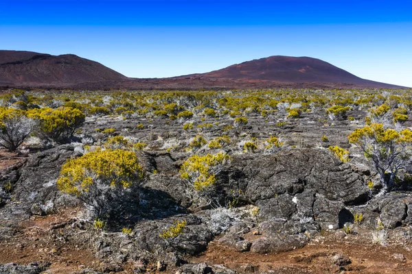 Vulkáni Növényzet Piton Fournaise Reunion Sziget — Stock Fotó