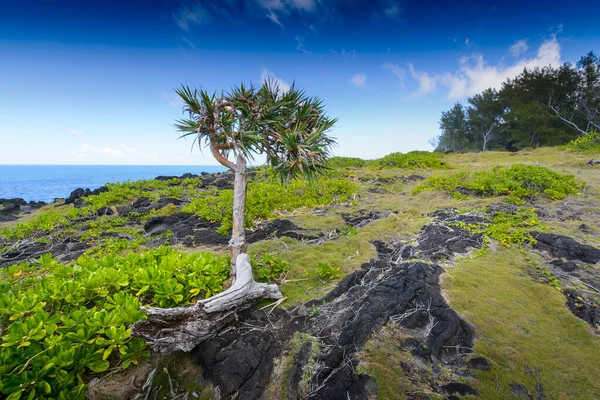 Typical Landscape Volcanic Rock Reunion Island — Stock Photo, Image