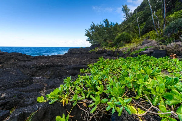 Nature Volcanic Rocks South Coast Reunion Island Sunny Day — Stock Photo, Image