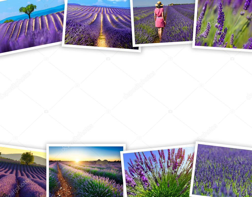 Heap of lavender fields travel photos with a white background