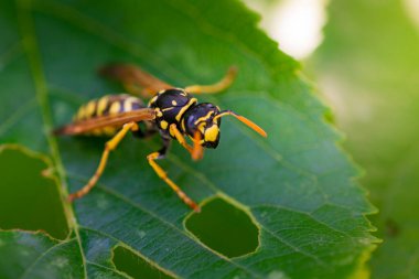 European paper wasp or Polistes dominula on green leaf