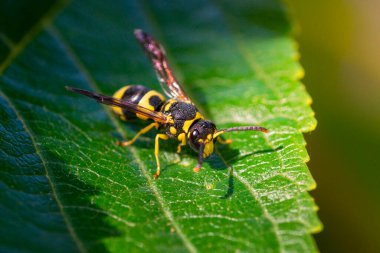 European paper wasp or Polistes dominula on green leaf