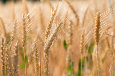 Close up of wheat stem in field during a sunny day