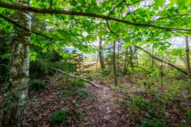 Underwood footpath in lush vegetation
