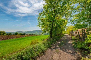 Underwood footpath in lush vegetation