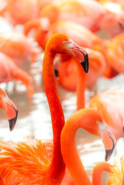 Pink flamingos in natural environment