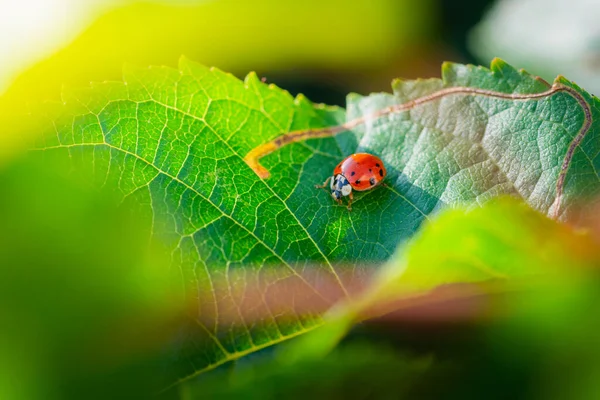 Red Ladybugs Garden Tree Branch — Stock Photo, Image