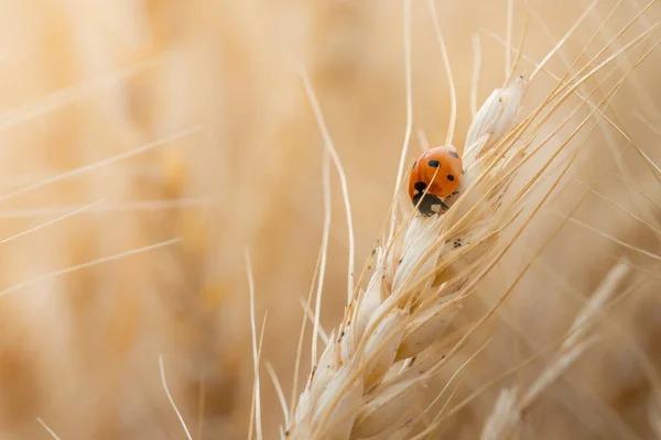 Red Ladybugs Field Ear Corn — Fotografia de Stock