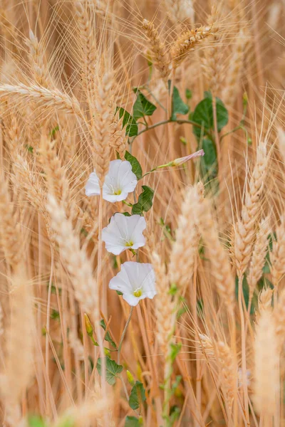 Close Wheat Stem Flowers Field Sunny Day — Photo