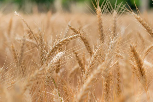 Close Wheat Stem Field Sunny Day — Stockfoto