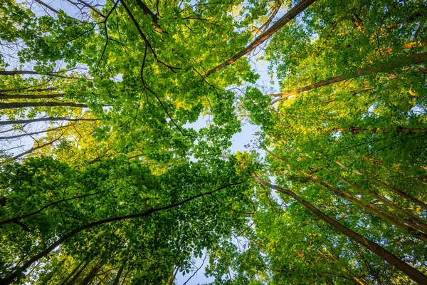 Underwood Footpath Lush Vegetation — Foto Stock