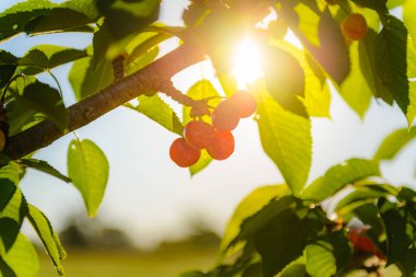Bir sürü kırmızı kiraz ve yapraklar Ağaçta sabah ışıkları
