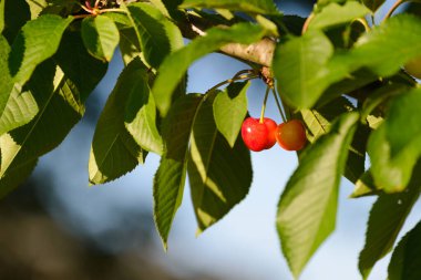 Bir sürü kırmızı kiraz ve yapraklar Ağaçta sabah ışıkları