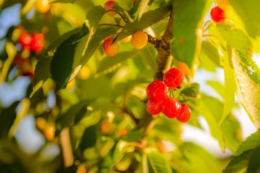 Bir sürü kırmızı kiraz ve yapraklar Ağaçta sabah ışıkları