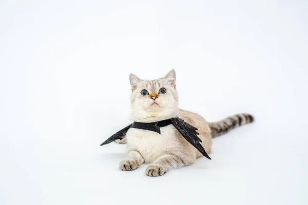 Halloween Cat Portrait Kitty Wear Black Bat Wing Isolated White — Stock Photo, Image