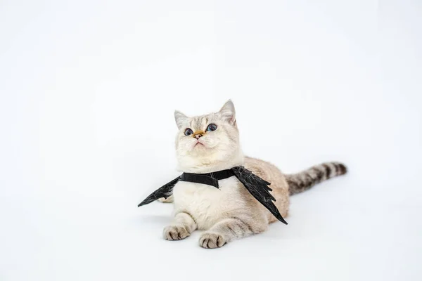 Halloween Cat Portrait Kitty Wear Black Bat Wing Isolated White — Stock Photo, Image