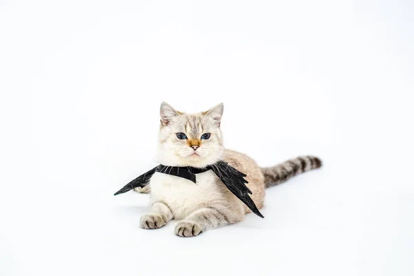 Halloween Cat Portrait Kitty Wear Black Bat Wing Isolated White — Stock Photo, Image