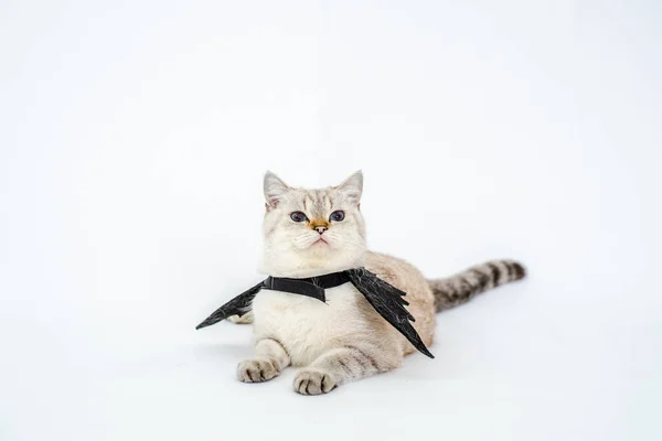 Halloween Cat Portrait Kitty Wear Black Bat Wing Isolated White — Stock Photo, Image