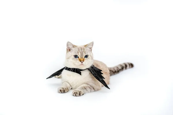 Halloween Cat Portrait Kitty Wear Black Bat Wing Isolated White — Stock Photo, Image